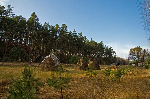 Stogi. Leosia w Borach Tucholskich