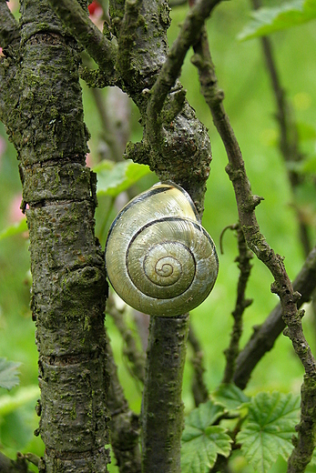 limak. agowski Park Krajobrazowy