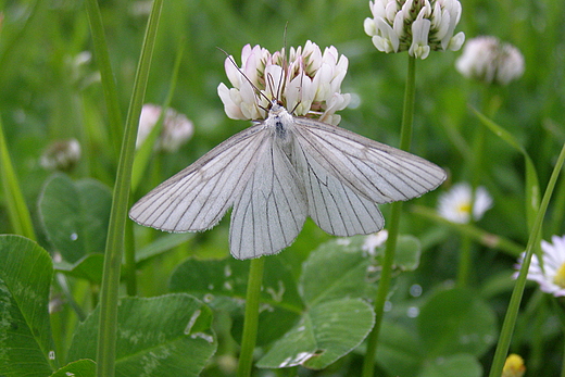 Motyl na kwiatku koniczyny