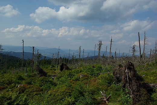 Zniszczony las na stokach Turbacza