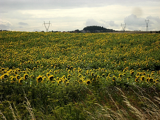 Pola słoneczników w okolicach Ogrodzieńca