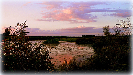 Krajobraz nad Biebrz w okolicach tzw Pali...cisza i spokj....