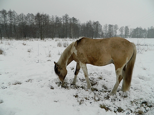 Kanie Helenowskie. W poszukiwaniu czego do jedzenia.