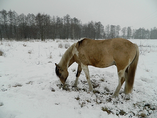 Kanie Helenowskie. W poszukiwaniu czego do jedzenia.