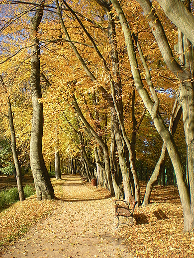 Park jesieni
