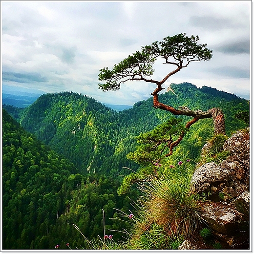 Pieniny. Sokolica i najsynniejsza polska reliktowa sosna