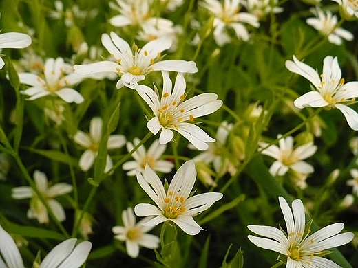 Gwiazdnica wielkokwiatowa. Stellaria holostea