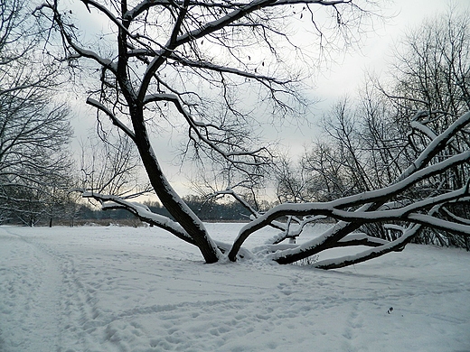 Pruszkw. Park Potulickich.