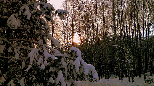 Zimowy spacer po nadbuaskich lasach.
