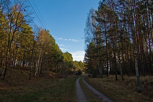 Leosia - droga przez las