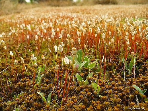 Ponnik jaowcowaty Polytrichum juniperunum