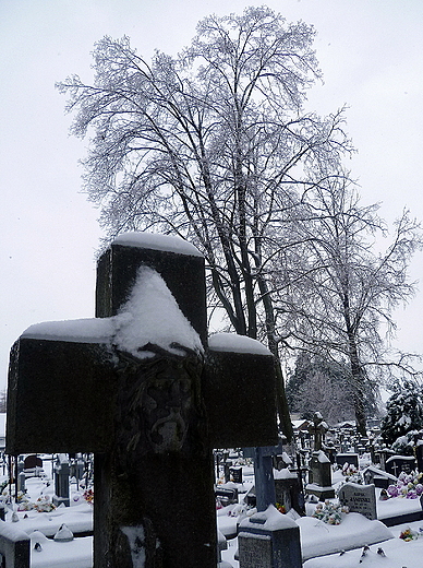 cmentarz w Puszczy Solskiej