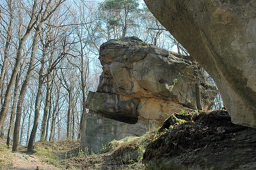 Ostace karpackie w Skamieniaym Miecie