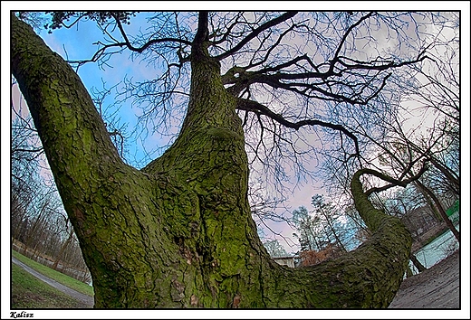 Kalisz - jedno z wielu starych drzew w parku miejskim ... FishEye 8mm