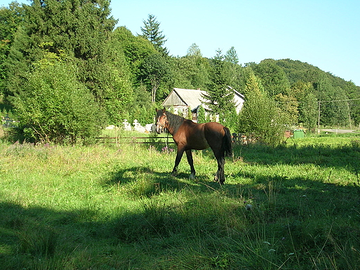 Konik na wybiegu.