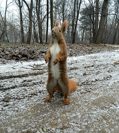 Warszawa. Wiewirka w azienkach.
