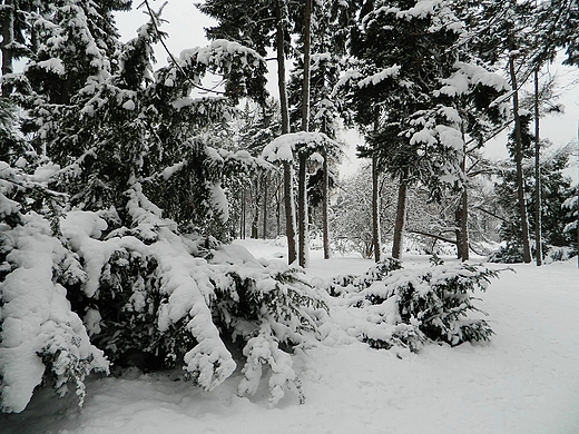 Warszawa. Zimowy Park Skaryszewski.