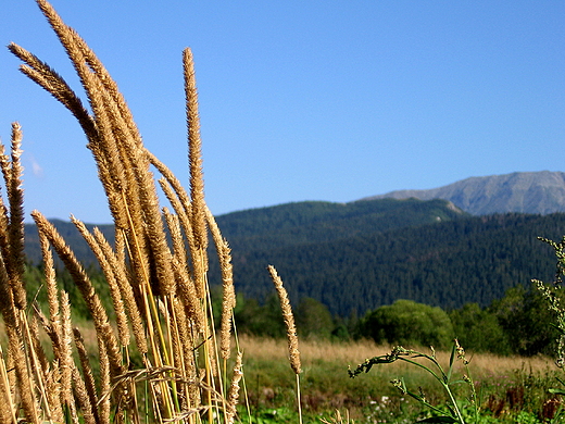 Widok na Tatry