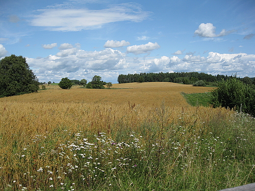 Pola w okolicach Turtula