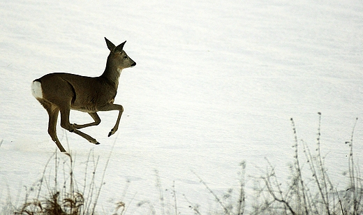 Sarna europejska Capreolus capreolus