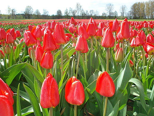 Tulipany