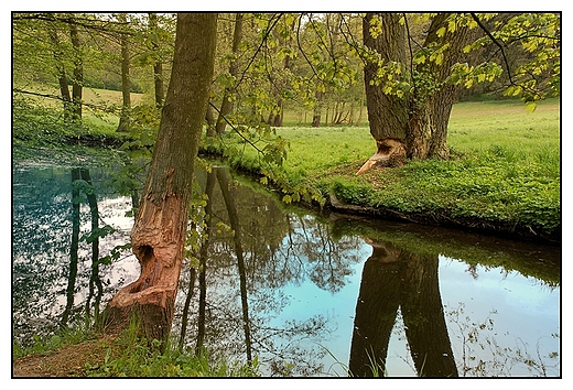 Gouchw - park, drzewa pogryzione przez Bobry