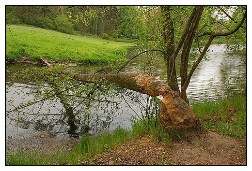 Gouchw - drzewo w parku powalone przez Bobry