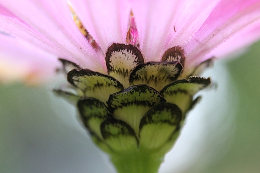 Cynia nieco inaczej