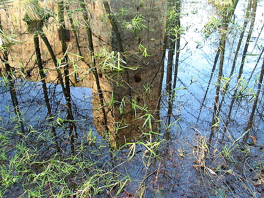 Mokrado z zatopionymi skarbami. Drzewica