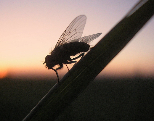 Mucha sw wieczorn sesje foto miaa.