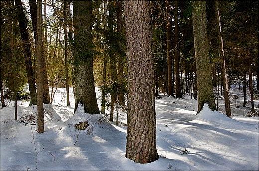 Suwalszczyzna nadal pod niegiem.