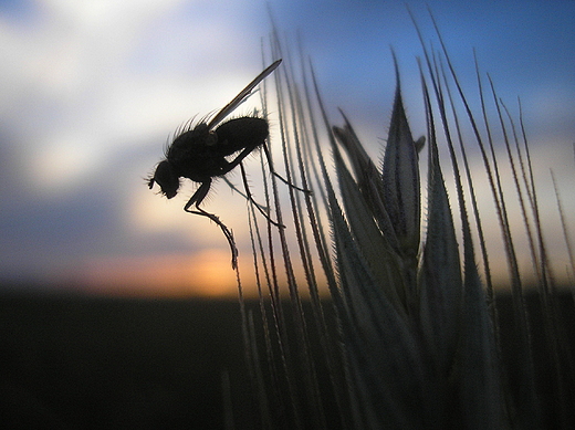 Mucha sw wieczorn sesje foto miaa.