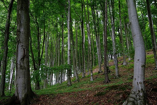 Las w Sikorach