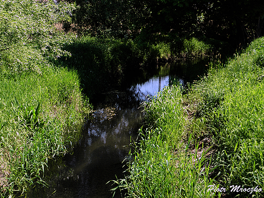 Rzeczka