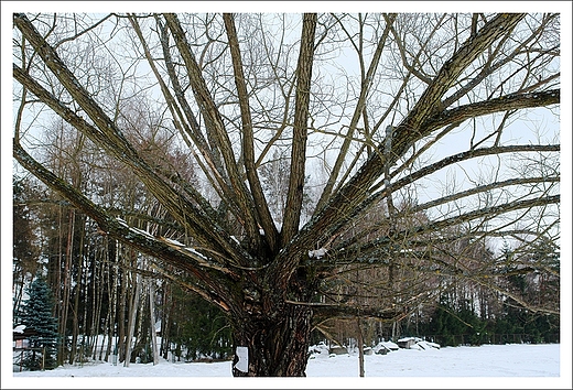 wierzba rosochata