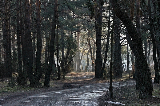W miedzeszyskim lesie