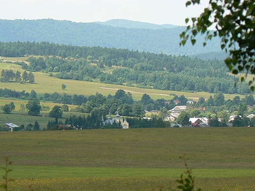 Smerekowiec z okolic Zdyni.