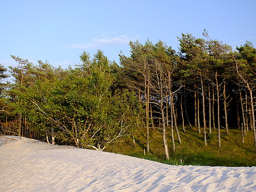 Czołpino - wydmy w popołudniowym słońcu