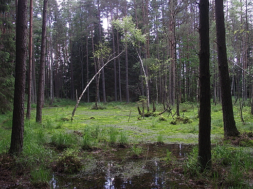 Suche Bagno - Wigierski PN