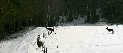 Nieplanowane spotkanie