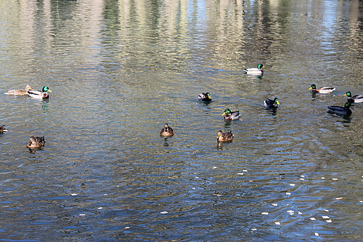 KACZKI GDANSK OLIWA