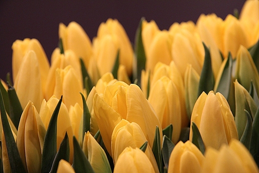 wystawa tulipanw w Wilanowie