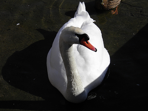 Łabędź