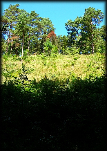 Nadmorski las w Stegnie