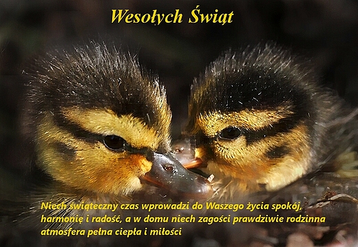 Wesoych wit