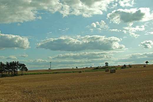 Pola i grujce wiatraki nad Modocinem