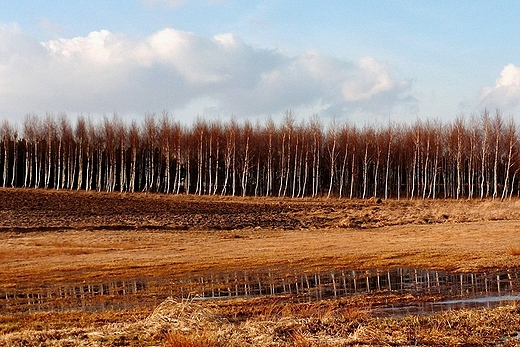 wiosna , cieplejszy wieje wiatr ...  marzec 2012 