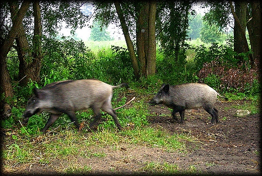 normalny widok w Piaskach