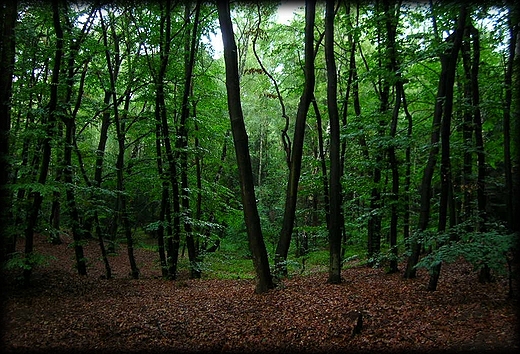 las w Stegnie