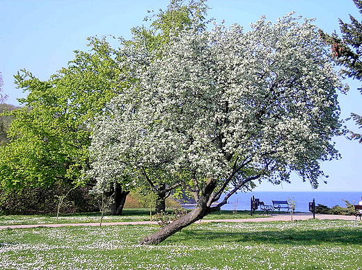 Gdynia Orowo - Wiosna 2012 r